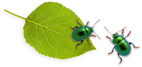 Beetles green