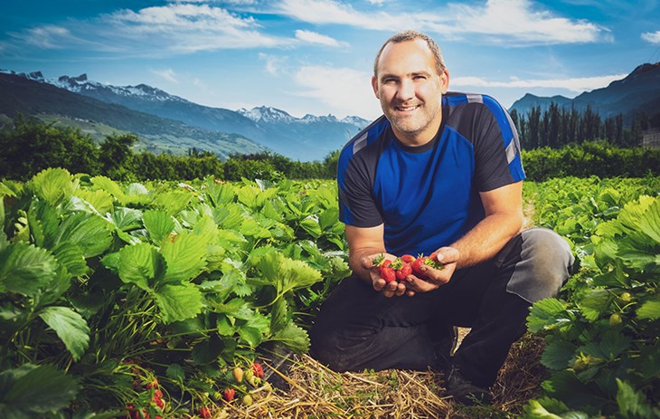 Flavien Cordey Biofruits - Nos producteurs - Une photo dans les fraisiers de Flavien Cordey accroupi tenant des fraises entre ses mains