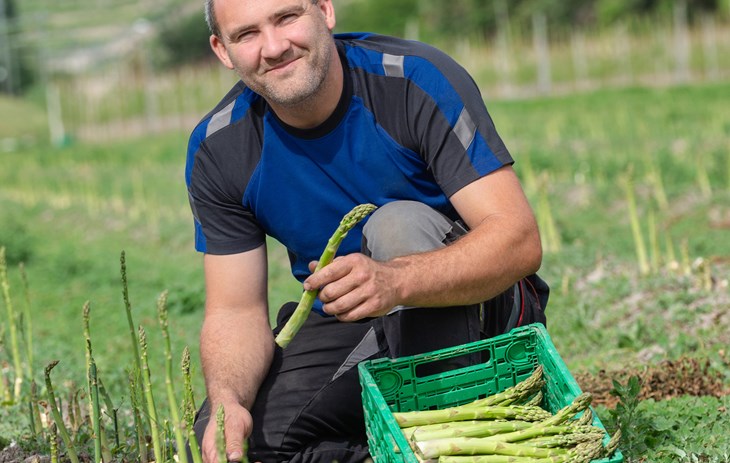 Flavien Cordey avec ses asperges vertes - Un homme ramassant des asperge dans ses cultures