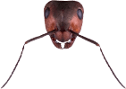 Ant head