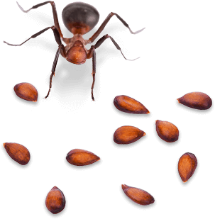 Ant