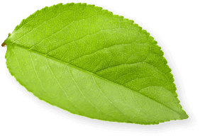 Cocci leaf
