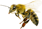 Flowerbee