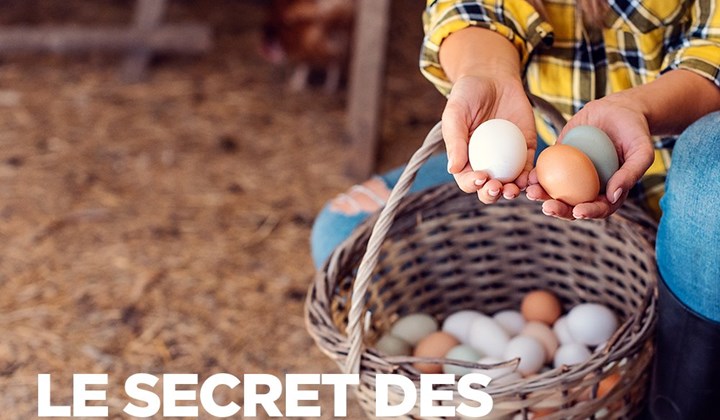 Le secret des œufs 