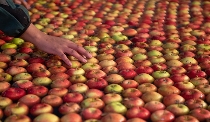 Le triage des pommes - Triage de pommes chez Biofruits