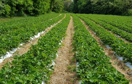 Champs de fraises - Des champs de fraises en Valais