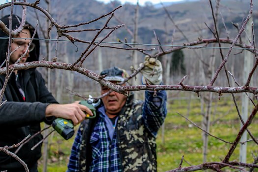 Culture - taille des arbres - Tailles des arbres par nos ouvriers