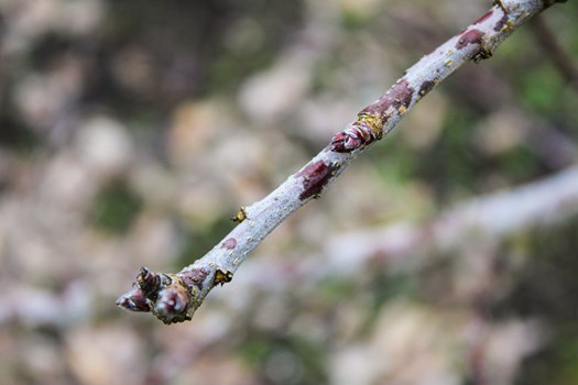 Culture - taille des arbres - Jeune pousse d'un arbre sur nos cultures