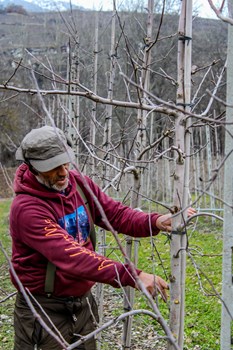 Culture - taille des arbres - Taille des arbres par un ouvrier