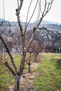 Culture - taille des arbres - Des arbres en ligne dans un vergers