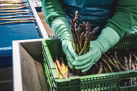 étape où l'on va étaler les asperges sur le tapis roulant