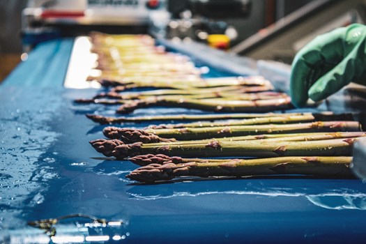 étape d'étalage des asperges sur le tapis