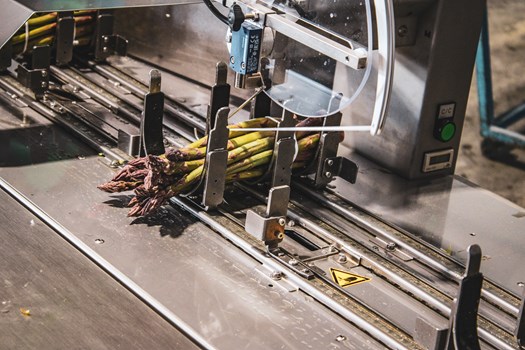 étape de mise en bottes des asperges