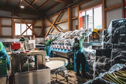 Photo général des machines pour le triage des asperges