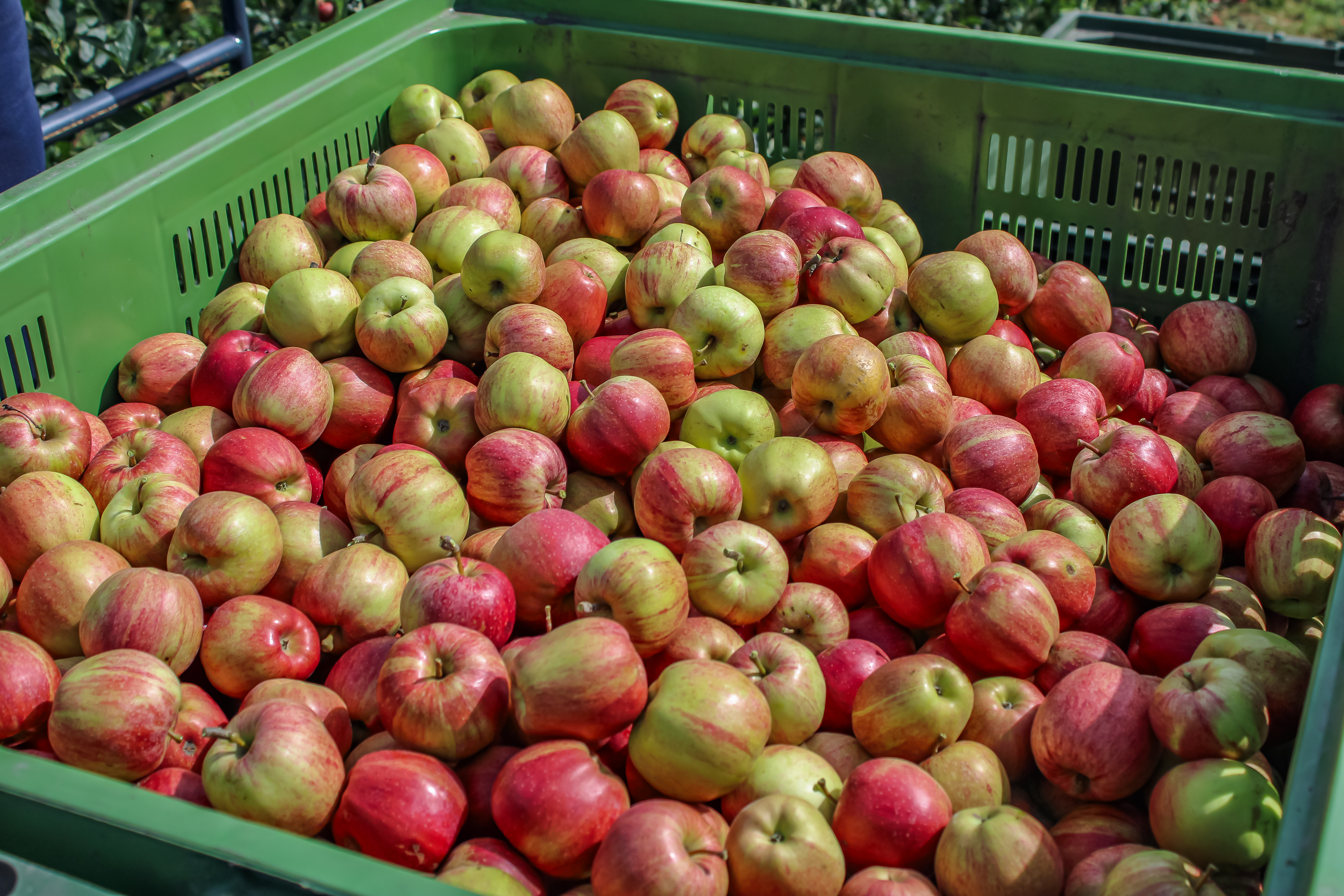 La "Pomme du Mois" est de retour !